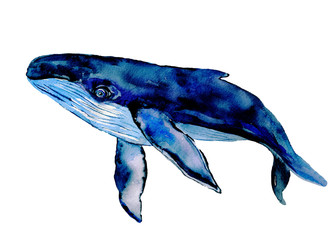 Watercolor blue whale isolated on white background. Hand painted illustration.