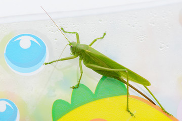 Large green grasshopper on a colored surface