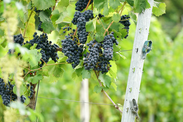 wine, danube valley, winemaker, germany, landmark, countryside, hill, landscape, valley, danube,...