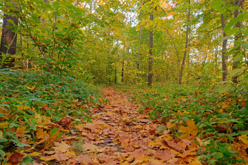 Path covered with fallen leaves in the autumn forest