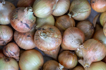 Healthy organic food. Fresh harvest of onion. Vegetables background