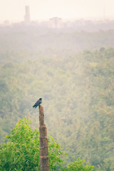Obraz premium Bird resting in a wooden post