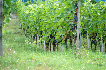 wine, danube valley, winemaker, germany, landmark, countryside, hill, landscape, valley, danube,...
