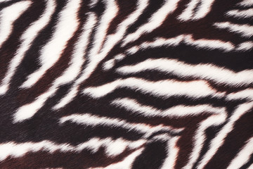 Fototapeta na wymiar Faux fur with zebra print. Black and white background. Fluffy surface texture. Fashionable fur coat.