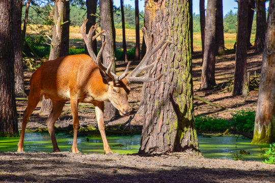 Rothirsche in der Natur im Wald