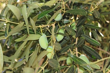 Olives on olive tree branch