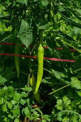 Fototapeta na wymiar Banana Pepper, Paprika, Garden Pepper, Chili Pepper, Chili Plant, Red Pepper 