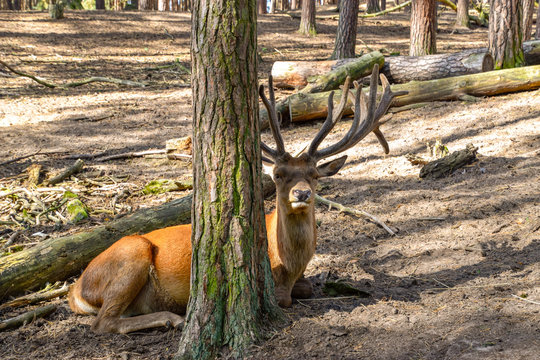 Rothirsche in der Natur im Wald