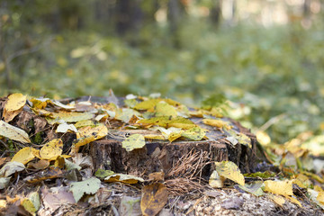 Empty space on autumn forest stub covered with fall leaves on blured background, design mockup for seasonal cocnept