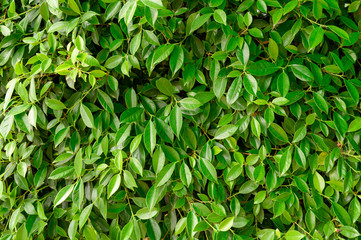 Green Banyan leaves in garden