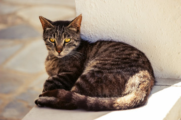 tabby young cat with bright yellow eyes