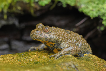 Gelbbauchunke