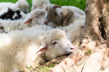 Fototapeta premium Flock of sheep lying in a green meadow