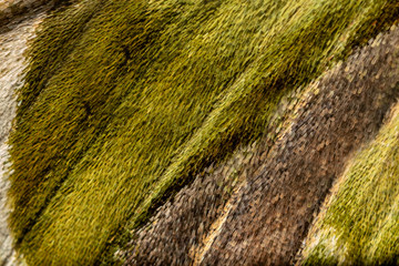 Closeup The Oleander Hawk Moth(Daphnis Nerii Moth)wing, butterfly wing detail of green texture background,nature green