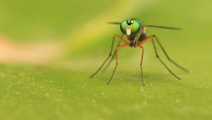 long-legged flies on green leaf	
