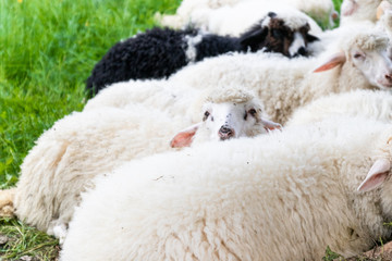 Naklejka premium Raised livestock. Farm for collecting wool for production. Flock of sheep lying in a green meadow