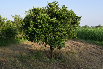 Fototapeta na wymiar olive tree in the vineyard