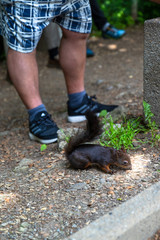 Eurasian squirrel in forest, wonderfull black forest. Cute animal with a fluffy tail eats a nut in the forest