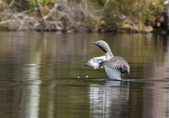 Red-throated Diver on warm spring day
