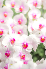 Fototapeta na wymiar White with purple in the middle Vanda orchid flowers blooming with blur background