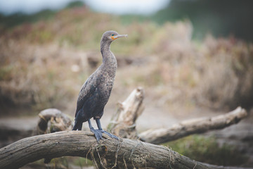 White breasted Cormorant bird sitting on a sandbank in an estuary in South Africa
