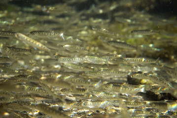 サケ稚魚の群れ