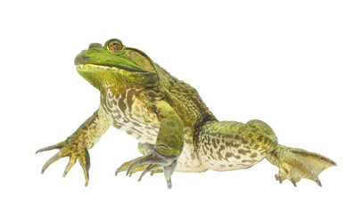 Focus Stacked Bull Frog Isolated on White