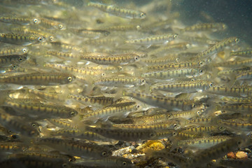 サケ稚魚の群れ