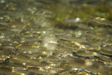 サケ稚魚の群れ