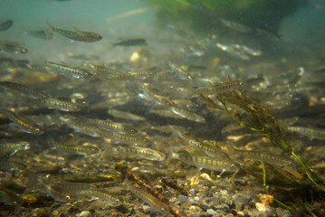 サケ稚魚の群れ