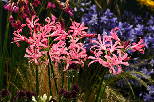 Close up of the flowering Nerine bowdenii in a flower border