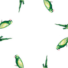 Parrot bird water color art illustration