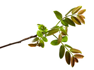 walnut branch with buds and green foliage on an isolated white background
