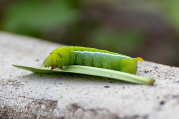 green caterpillar on a leaf