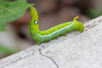 green caterpillar on a branch