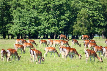 Herd of deers