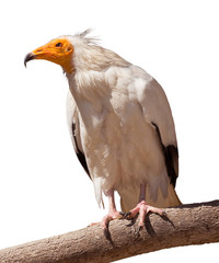 Egyptian vulture (Neophron percnopterus) portrait. Isolated on white Background
