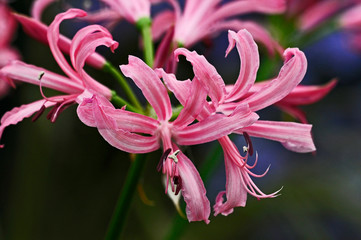 Close up of the flowering Nerine bowdenii in a flower border