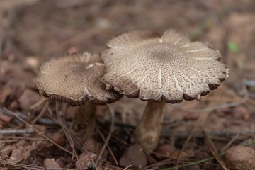 mushroom in the forest