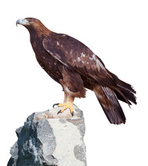 Golden Eagle (Aquila chrysaetos]) portrait. Isolated on white Background