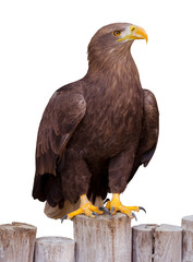 Sea eagle (Haliaeetus albicilla) portrait. Isolated on white Background
