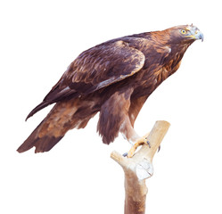 Golden Eagle (Aquila chrysaetos]) portrait. Isolated on white Background
