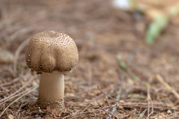 mushroom in the forest