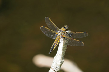 ヨツボシトンボ