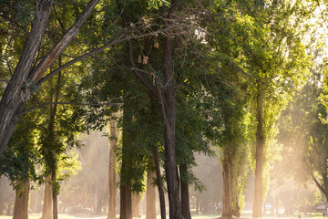 Sunlight between the trees in Padre Hurtado Park formerly known as Parque Intercomunal de la Reina at La reina district, Santiago de Chile