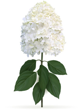 Hydrangea paniculata Limelight in late summer, high quality detailed illustration on a white background. This sort is winter hardy and change color from lime green to creamy white in late summer
