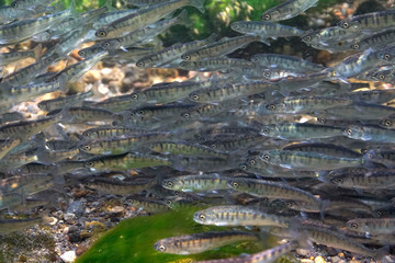鮭稚魚の群れ