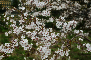 flowering tree. It's spring. white little flowers.
