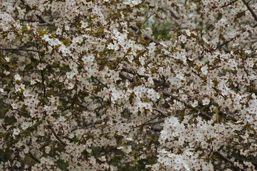 flowering tree. It's spring. white little flowers.