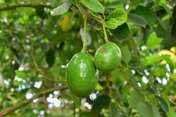 avocado tree, avocado from Thailand country